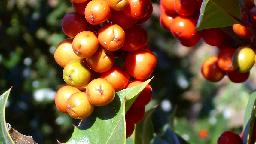 Ilex aquifolium Frucht