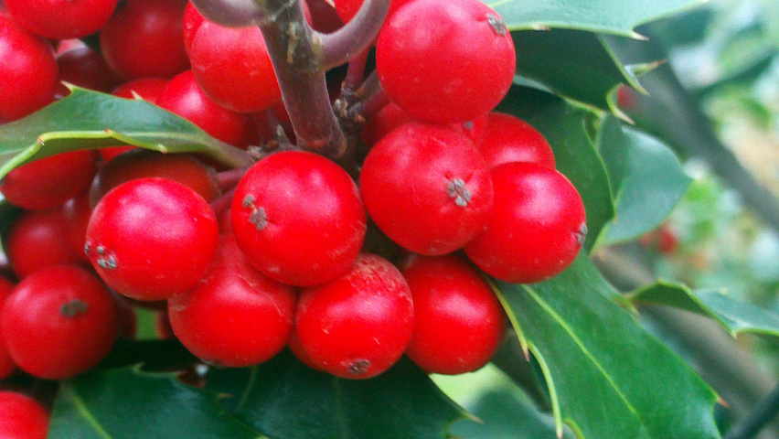 Ilex aquifolium Frucht