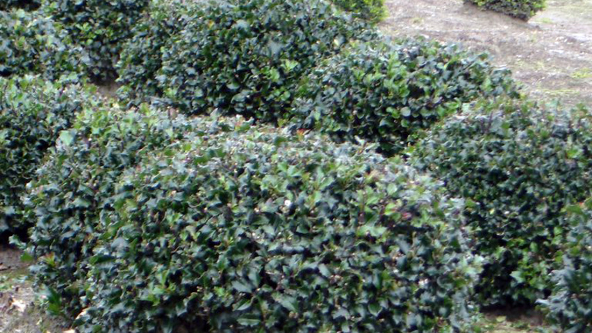 Ilex aquifolium Kugel