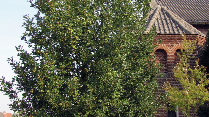 Ilex aquifolium hochstämmig