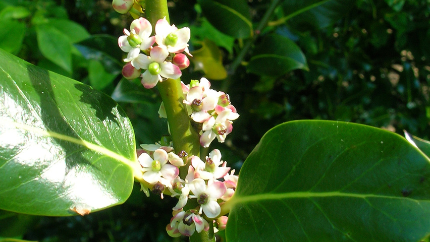 Ilex aquifolium 'J.C. van Tol' flowers