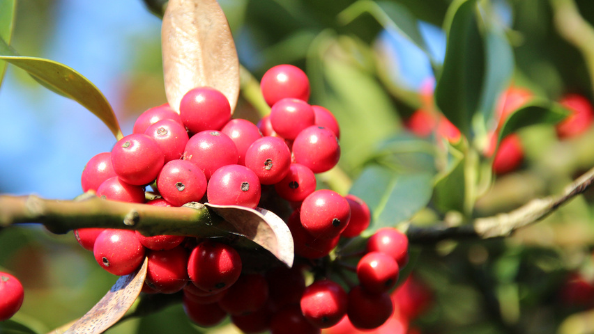 Ilex aquifolium 'J.C. van Tol' fruits