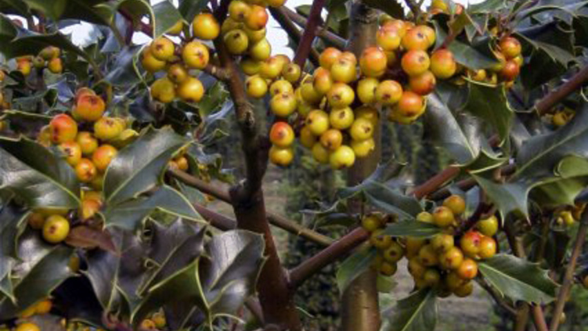 Ilex aquifolium 'J.C. van Tol' fruits