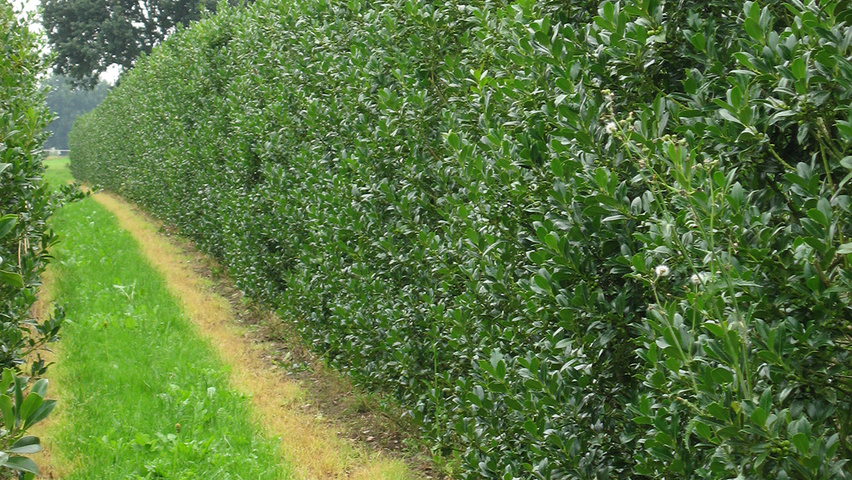 Ilex aquifolium 'J.C. van Tol' hedge