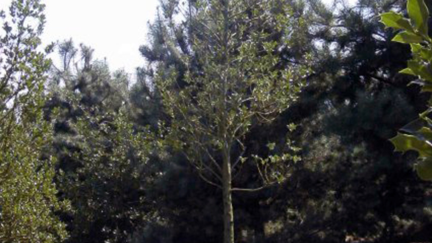 Ilex aquifolium 'J.C. van Tol' standard tree