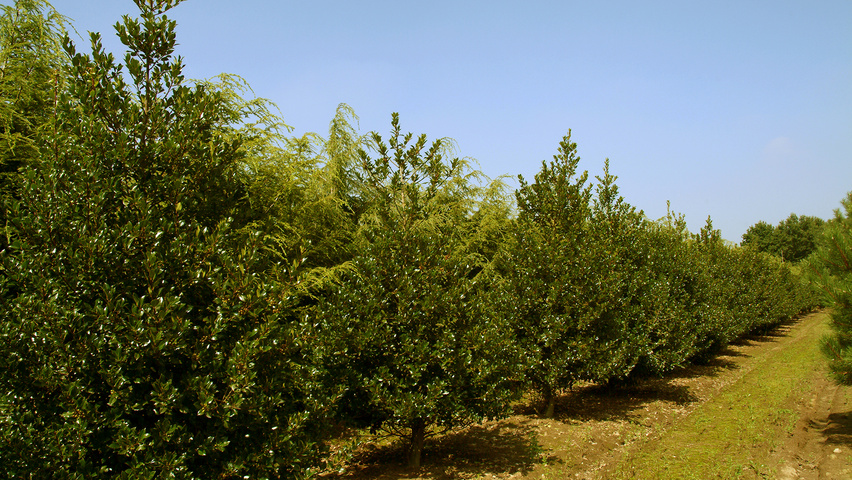 Ilex aquifolium 'J.C. van Tol' solitary shrubs