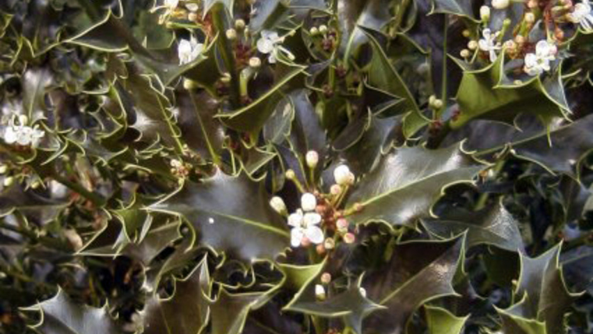 Ilex aquifolium Blatt