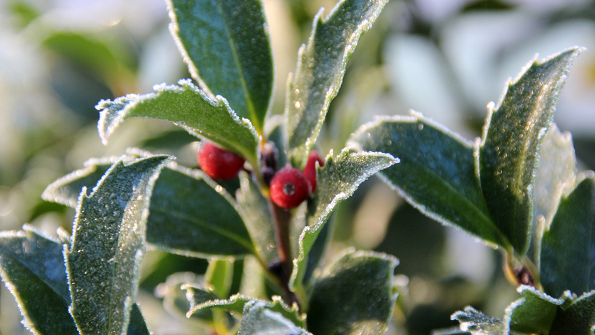 Ilex aquifolium Blatt