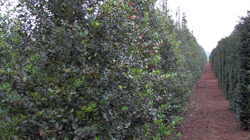 Ilex aquifolium Forstpflanzen