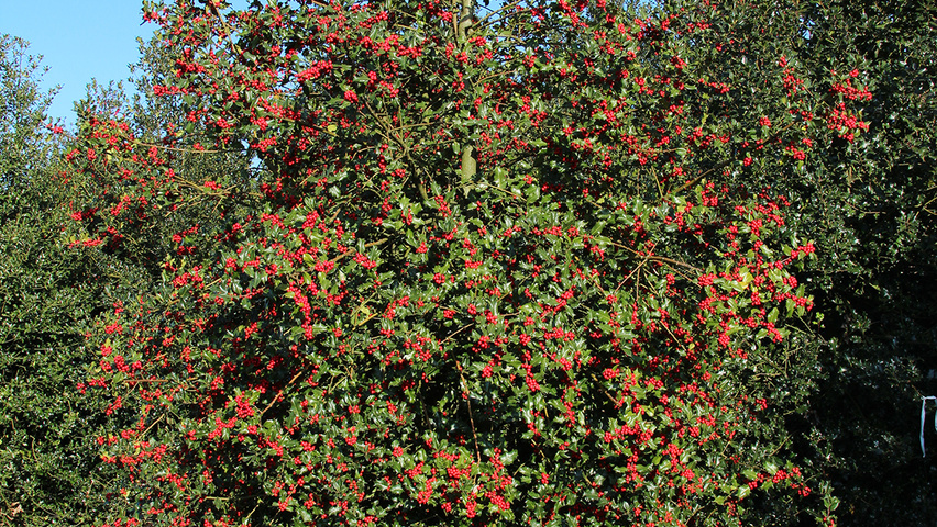 Ilex aquifolium Solitärgehölze