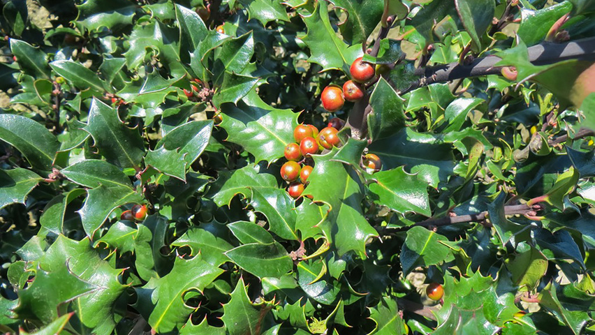 Ilex x meserveae 'Blue Angel' liście