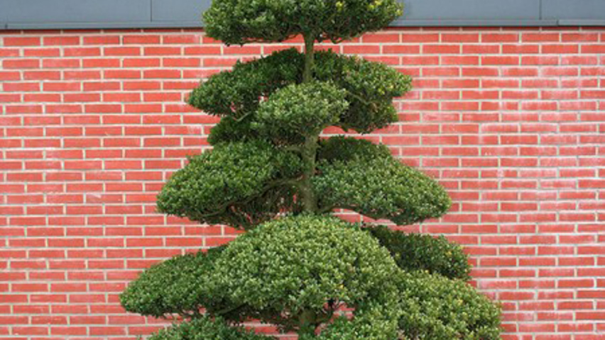 Ilex crenata bonsai