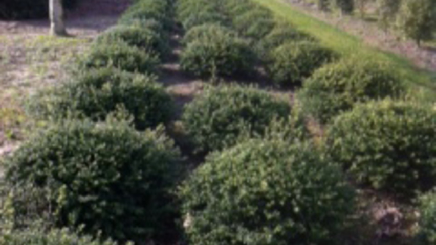 Ilex crenata 'Convexa' płaska kopuła
