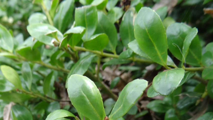 Ilex crenata 'Convexa' liście