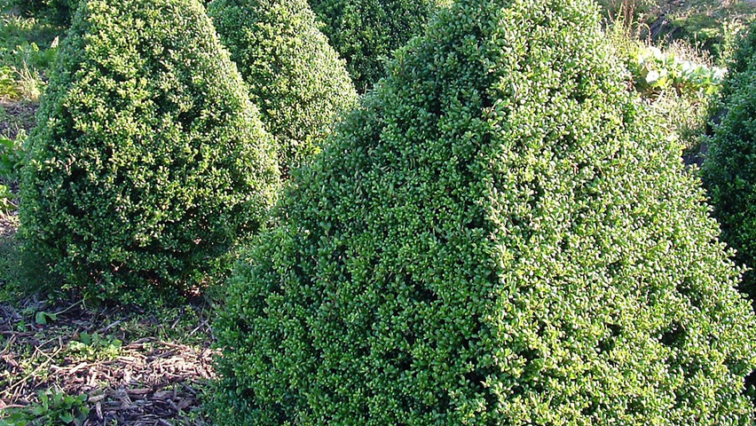 Ilex crenata 'Convexa' piramida