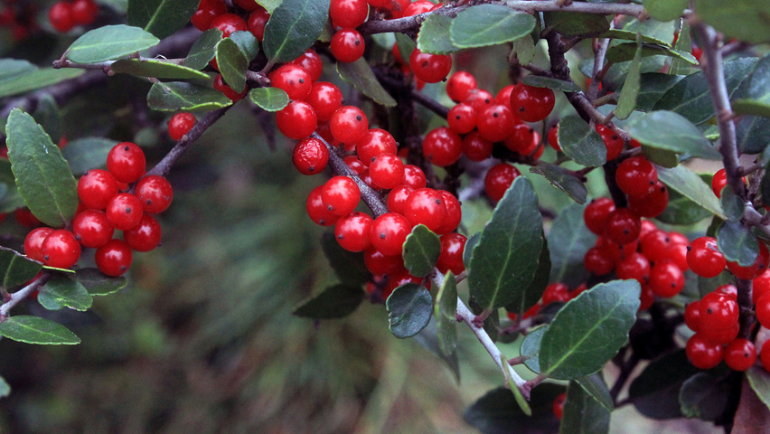 Ilex crenata vrucht