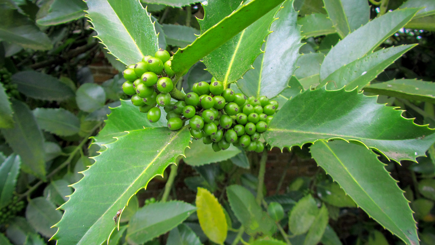 Ilex x koehneana vrucht