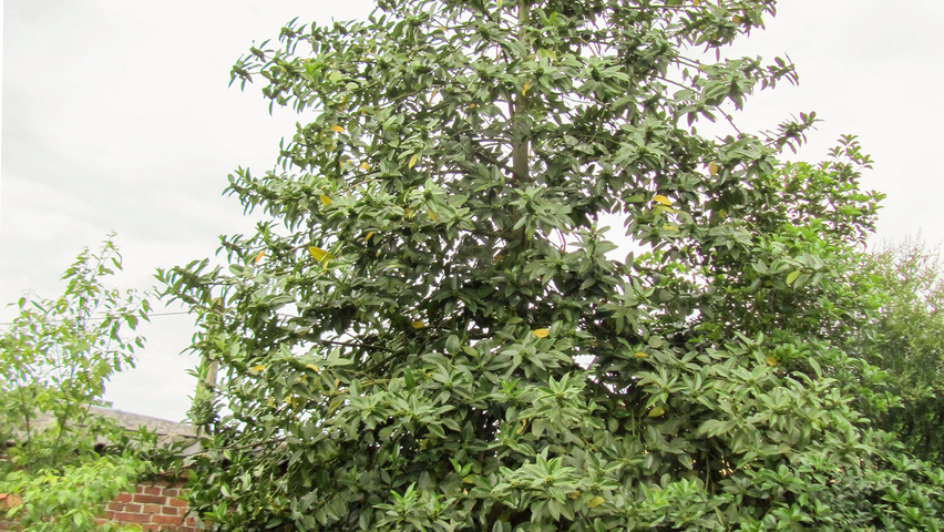 Ilex x koehneana hoogstam