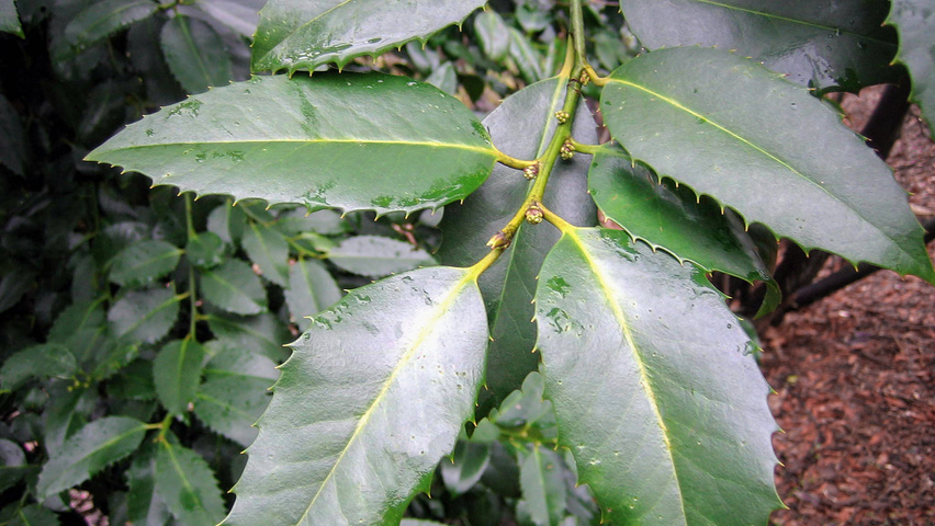 Ilex x koehneana blad