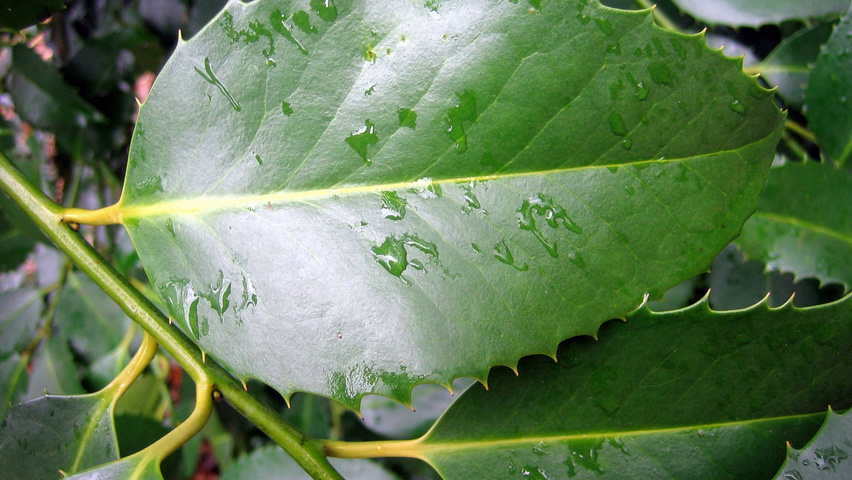 Ilex x koehneana blad