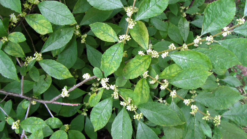 Ilex verticillata bloem