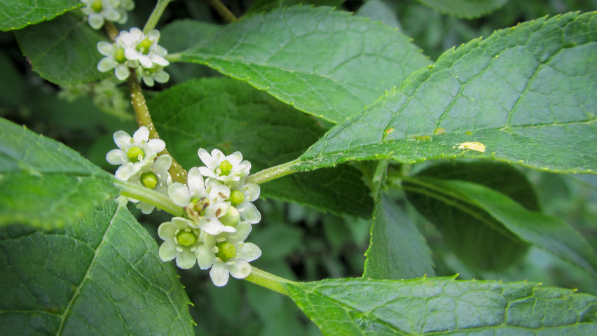 Ilex verticillata bloem