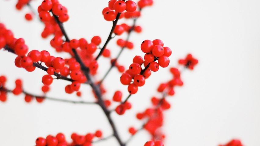 Ilex verticillata vrucht