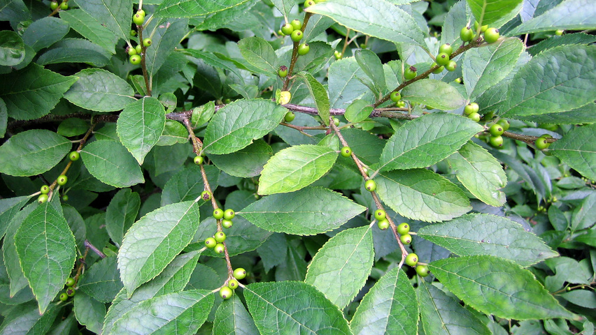 Ilex verticillata blad