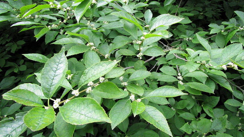 Ilex verticillata blad