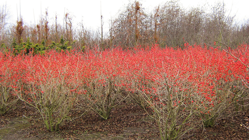 Ilex verticillata solitair heesters