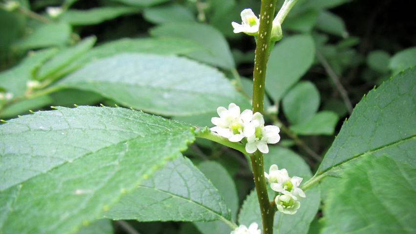 Ilex verticillata twijgen