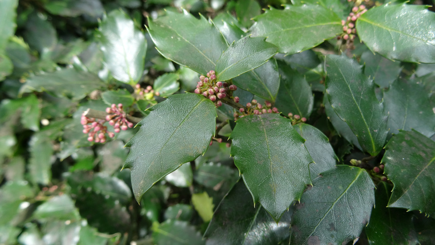 Ilex x meserveae 'Blue Prince' fleurs