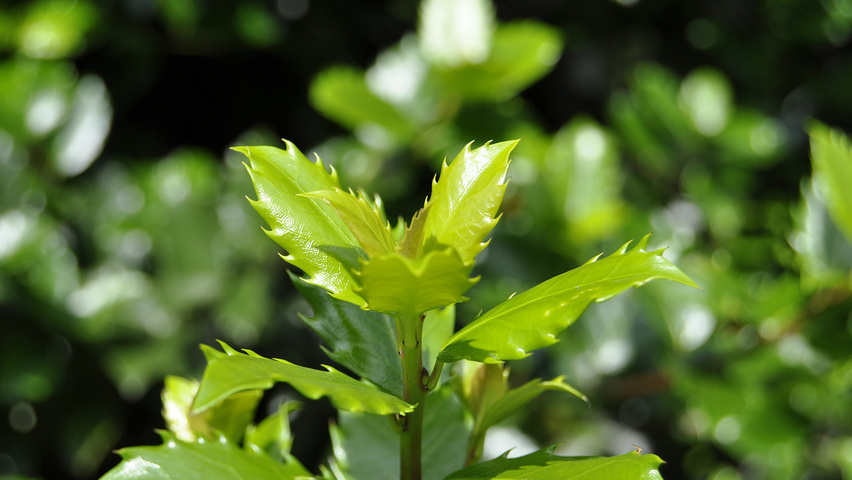 Ilex x meserveae 'Blue Prince' Feuilles