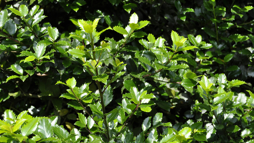 Ilex x meserveae 'Blue Prince' Feuilles