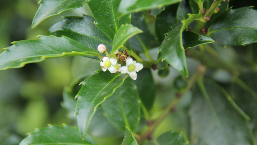 Ilex x meserveae 'Mesid' fleurs