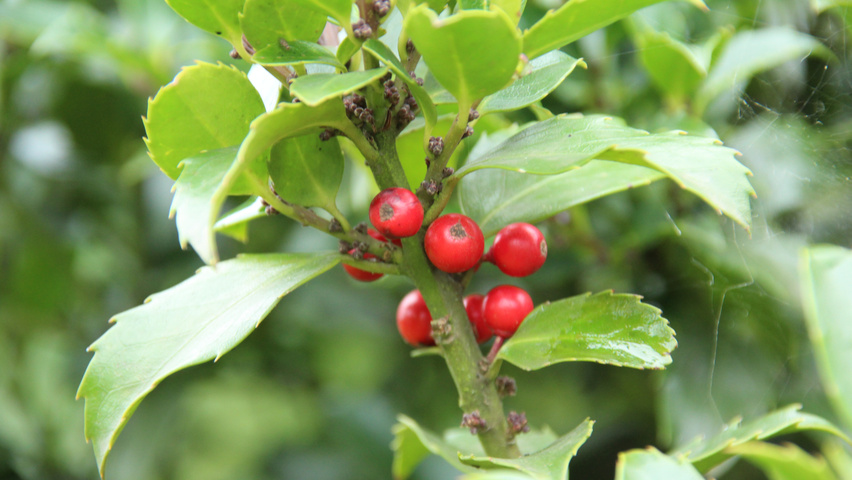 Ilex x meserveae 'Mesid' fruits