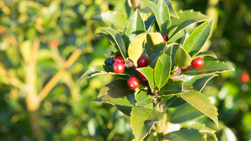 Ilex x meserveae 'Mesid' fruits