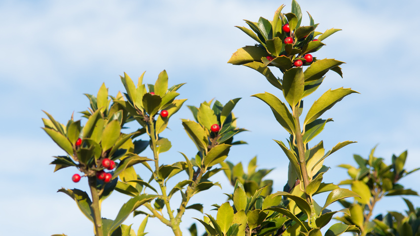 Ilex x meserveae 'Mesid' fruits