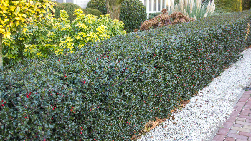 Ilex x meserveae 'Mesid' haie