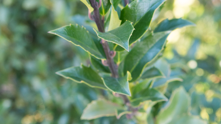 Ilex x meserveae 'Mesid' Feuilles