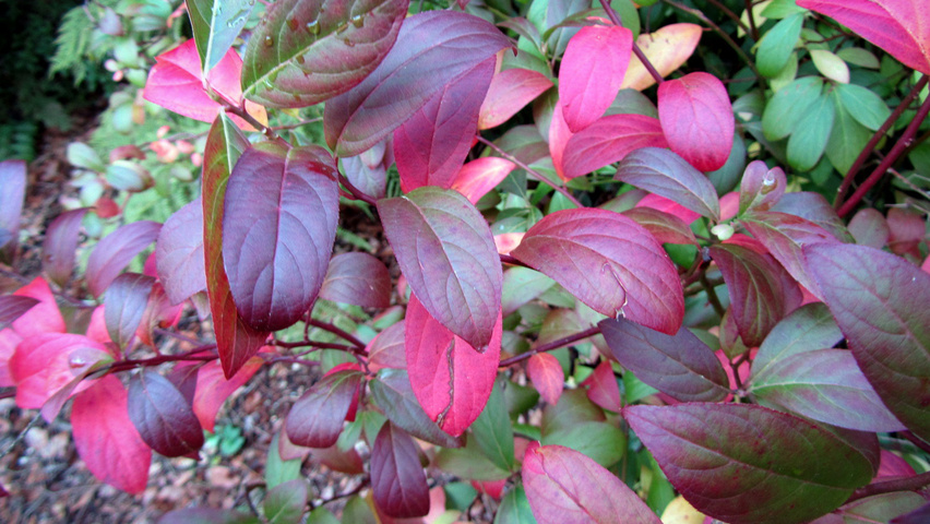 Itea virginica осенняя  листьев