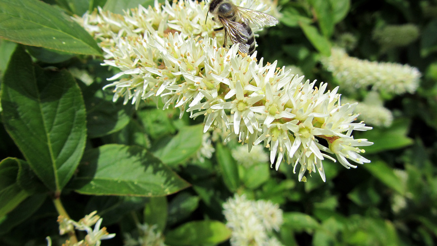 Itea virginica цветки