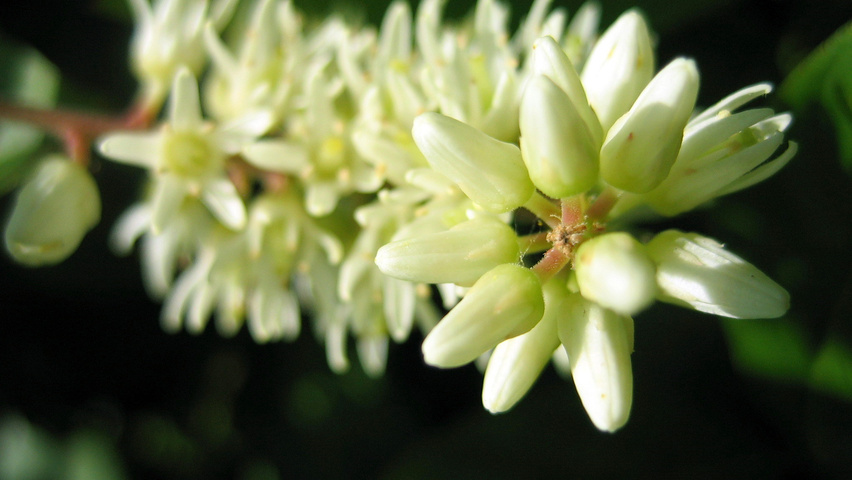 Itea virginica цветки