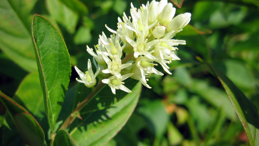 Itea virginica цветки