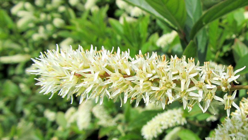 Itea virginica цветки