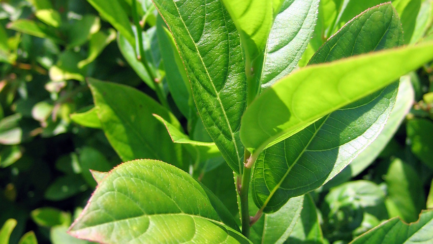 Itea virginica листья