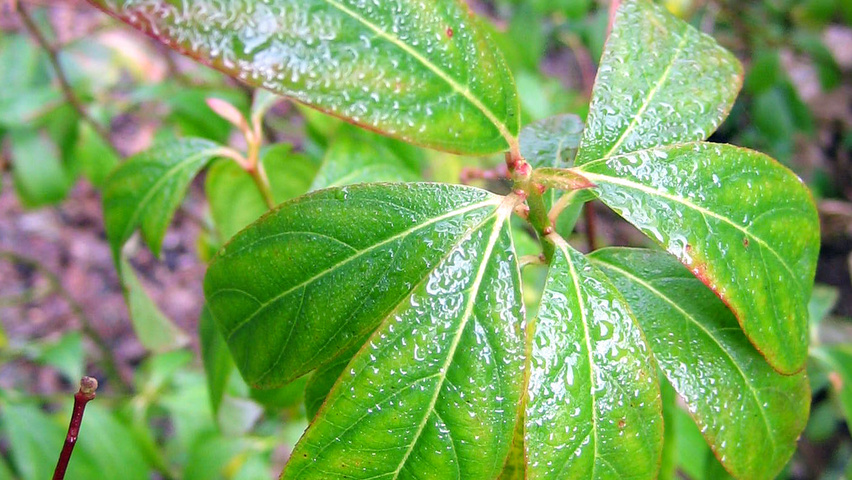 Itea virginica листья