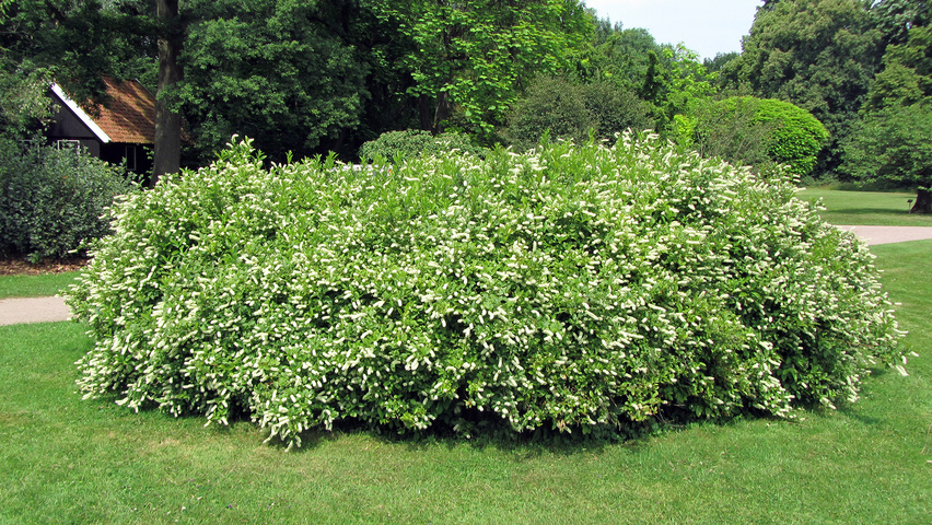 Itea virginica Кустарники-солитеры