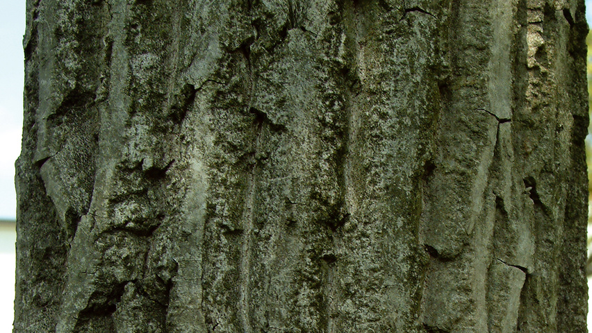 Juglans ailantifolia кора