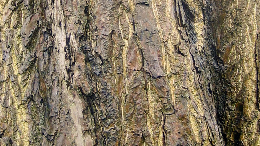 Juglans ailantifolia cordiformis bark
